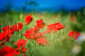 Red poppy flowers in the wind on the bush field and blue sky