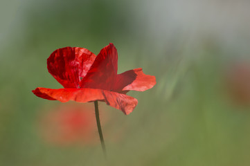 red poppy in the field