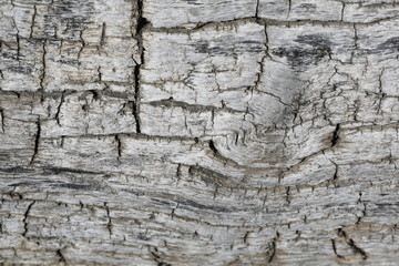 Background texture of tree bark