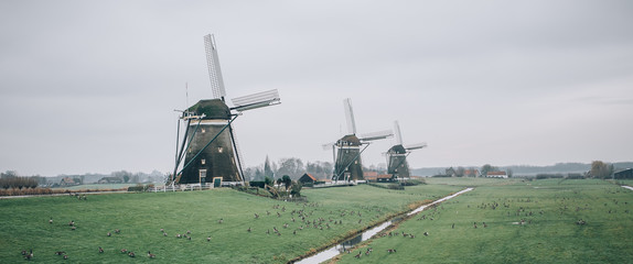 Fototapeta premium Three traditional ecological hollands windmills in authentic Netherlands scenic, with flock of ducks around. Dutch culture