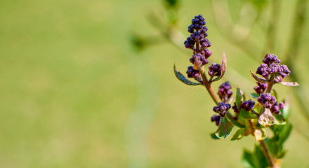 Natural background. Branch of unopened serenia on a green background. Purple violet flowers, green bokeh. copy space