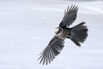 Gray Jay - Colorado