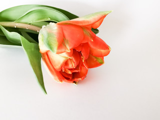 Orangefarbene Tulpe mit Wassertropfen