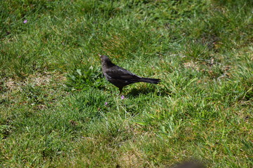 Amsel