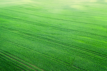 Obraz premium Green spring field