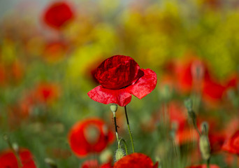 poppy flowers in field