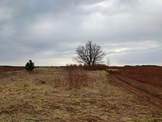 Fototapeta premium dark sky before the rain over a field and a tree with bushes