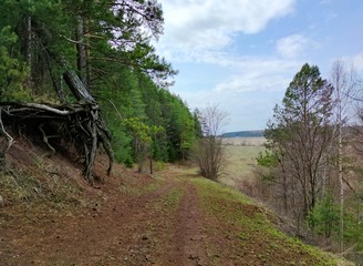 twisting tree roots climb out of the forest onto the road against the blue sky