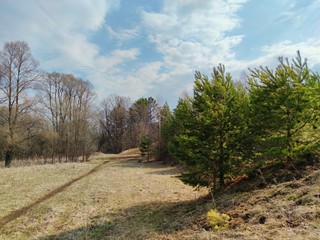 a path among tall trees and young pines against a blue sky with clouds on a sunny day