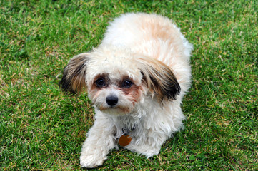 Adorable Shih Poo Puppy on the Grass
