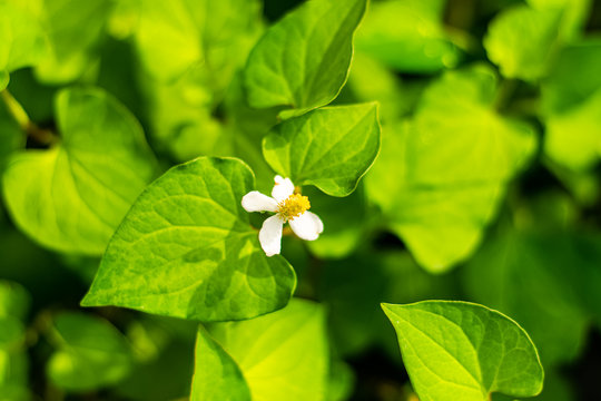 Plu Kaow flower(Houttuynia cordata Thunb )