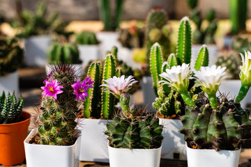Blooming cactus flowers