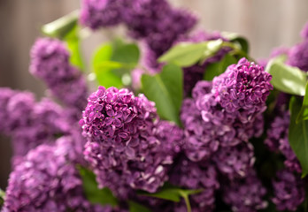 Branch with violet lilac flowers