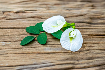 White anchan flowers