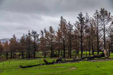 Obraz premium A forest next to the Wallaga Lake in New South Wales, Australia burnt down during the bush fires. Life comes back to nature.