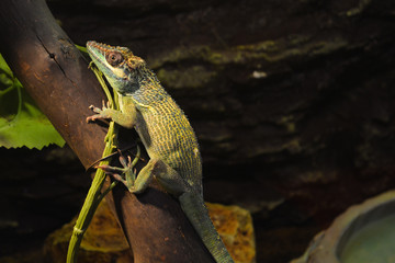 Green lizard is staying