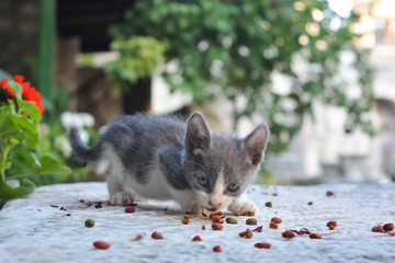 Cute baby kitten eating food
