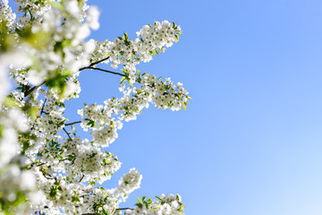 Branches of blooming tree over blue sky