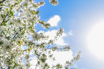 Branches of blooming tree over blue sky