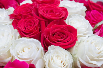 Multi-colored bouquet of red, pink and white roses
