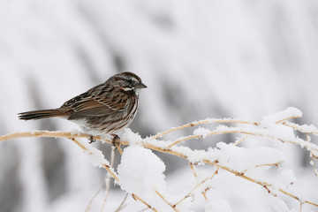 White Crowned Sparrow - Snow