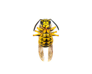 Insect wasp isolated on a white background
