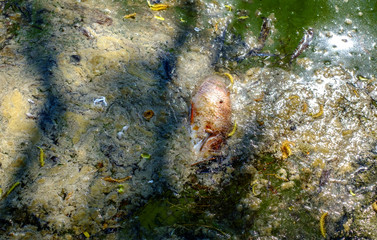 dead fish in polluted water