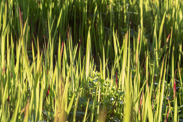 Close up of green bright blades of grass, full frame
