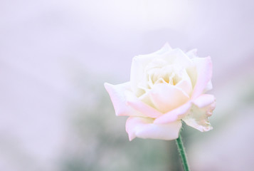 Beautiful sweet orange rose bud flower , love and romantic concept