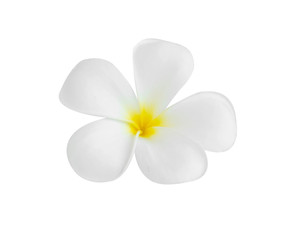 Fototapeta premium Closeup Plumeria white color on white background for spa relax