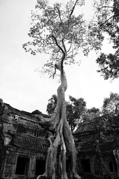 Roots of Tetrameles in Ta Prohm temple, Cambodia