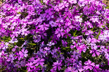 Beautiful lilac spring flowers.
