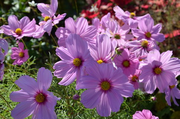 Cosmos mauve