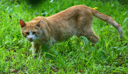 Naklejka na ściany i meble A white red cat in green grass