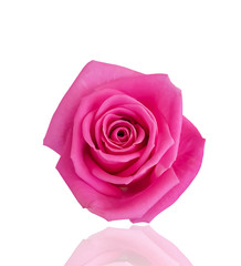 rose flower isolated on white background