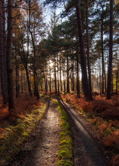 A autumnal walk in the woods 