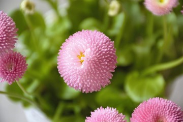 Pink  flower  on green leaves background.