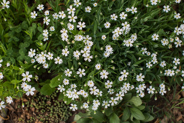 meadow of beautiful spring flowers nature in spring