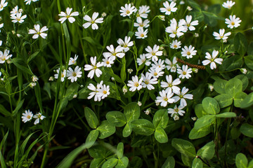 meadow of beautiful spring flowers nature in spring