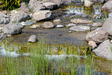 stream in the forest