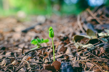 Plant tree growing on dried leaves ground.