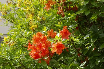 Fleurs couleur orange