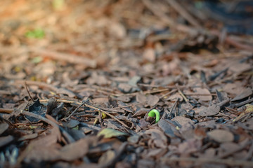 Plant tree growing on dried leaves ground.