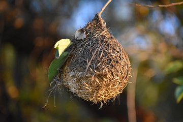 Birds are the center of attention