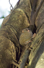 Obraz premium A small tarsius at Tangkoko park