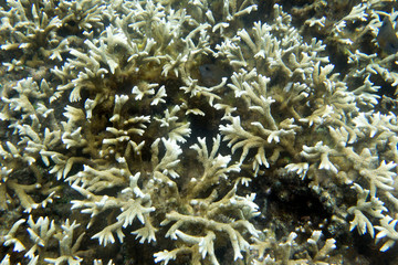 Fototapeta na wymiar The coral reef of Togian islands