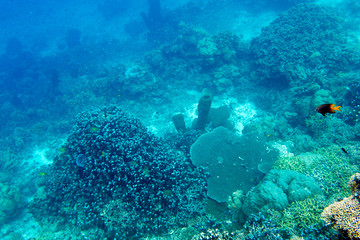 Fototapeta na wymiar The coral reef of Togian islands