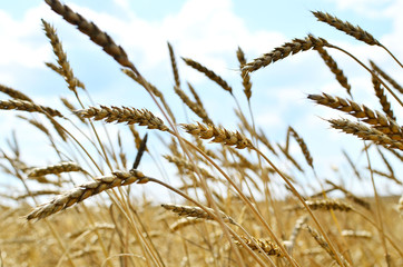 View of a field with ripe wheat with a golden hue in the sun. Summer harvest. Farm, production of flour, bread and bakery products. Agricultural landscape, growing crops, background, textures 