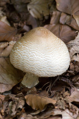 Non edible mushroom in italian wood during autumn