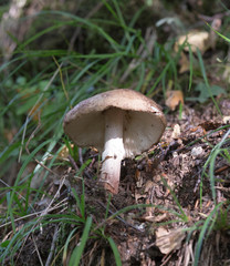 Non edible mushroom in italian wood during autumn